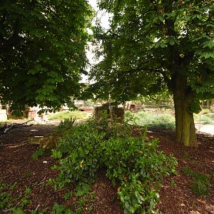 Tasmanian devil enclosure