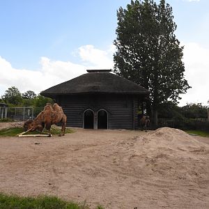 Bactrian camel enclosure