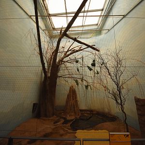 Cape weaver aviary in Giraffe house