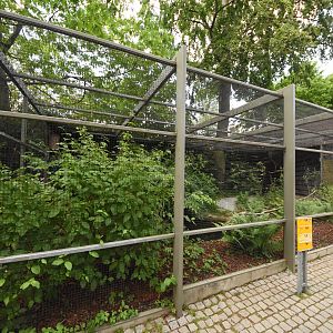 Congo peafowl aviary