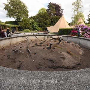 Prairie dog enclosure