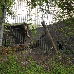 Amur leopard cage 1