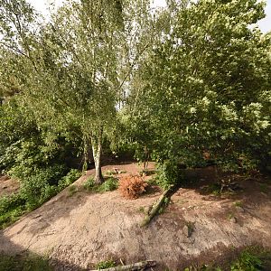 European wolf enclosure