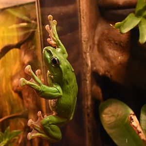 Chinese gliding tree frog