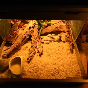 Agama terrarium