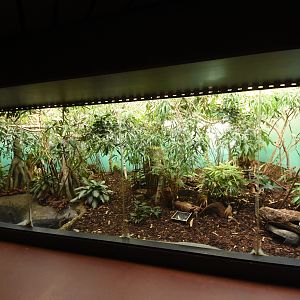 Kanchil & Hermit crab enclosure