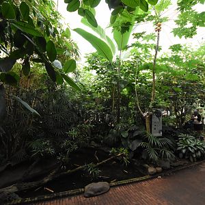 Butterfly freeflight