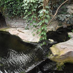 West-African crocodile enclosure