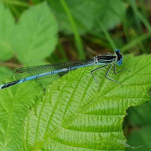 White-legged damselfly - Platycnemis pennipes - male