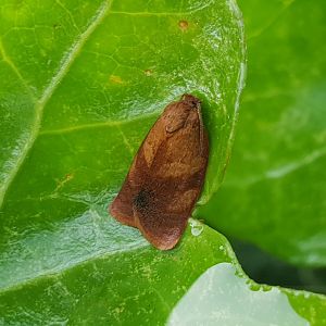 Cacoecimorpha pronubana