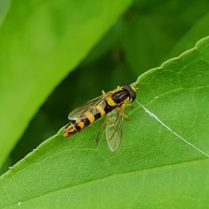 Long hoverfly - Sphaerophoria scripta