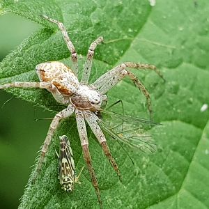 4 species on a squar inch !