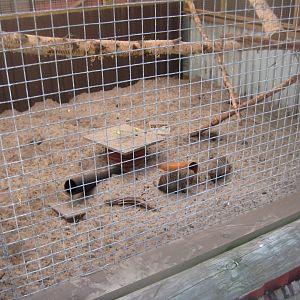 Farm Fun - Banded mongoose exhibit