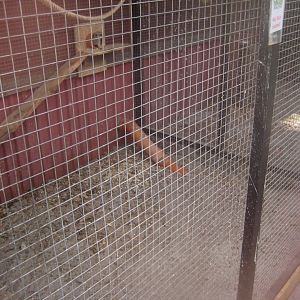 Farm Fun - Meerkat exhibit