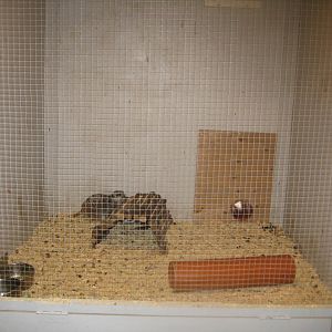 Farm Fun - Small mammals' house - Meerkat exhibit