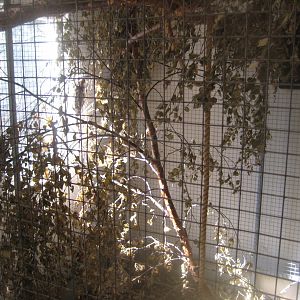 Farm Fun - Small mammals' house - Marmoset exhibit #1