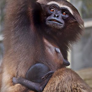 Agile gibbon (Hylobates agilis)