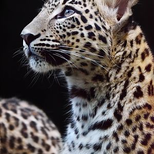 Persian leopard (Panthera pardus saxicolor)