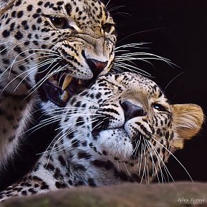 Persian leopards