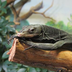 Black Tree Monitor