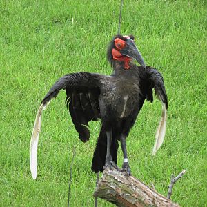 Southern Ground Hornbill