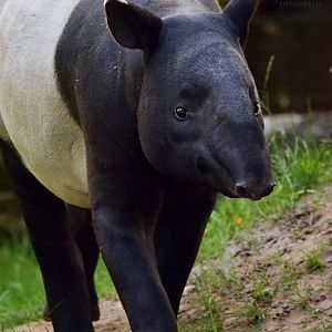 Malayan tapir (Tapirus indicus)