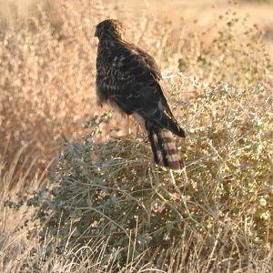 Northern Harrier female