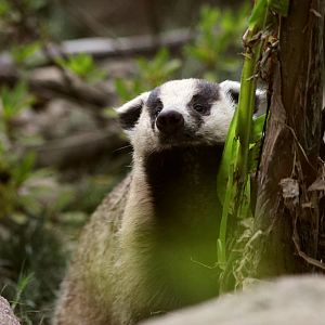 Asian badger