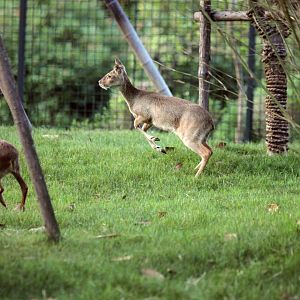 Chinese water deer