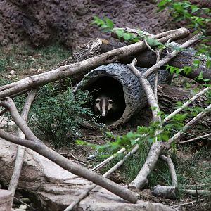 Asian badger exhibit
