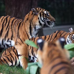 South China tigers