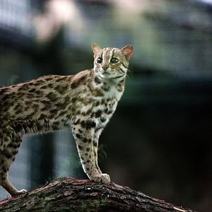 Leopard cat