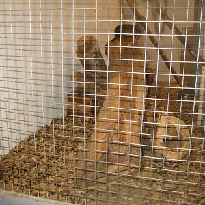 Farm Fun - Small mammals' house - Degu exhibit