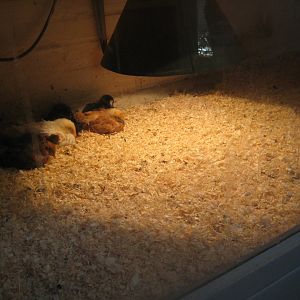 Farm Fun - Small mammals' house - Chickens