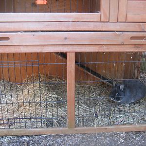 Farm Fun - Rabbit cage