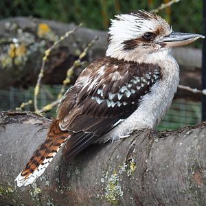 Laughing kookaburra (Dacelo novaeguineae), 2019-04-06