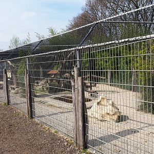 Dusky pademelon - Laughing kookaburra exhibit, 2019-04-06