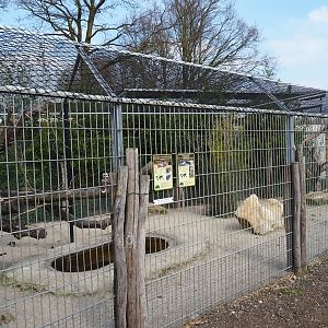 Dusky pademelon - Laughing kookaburra exhibit, 2019-04-06