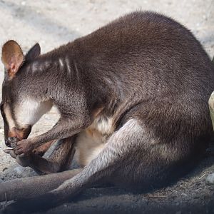 Dusky pademelon (Thylogale brunii), 2019-04-06