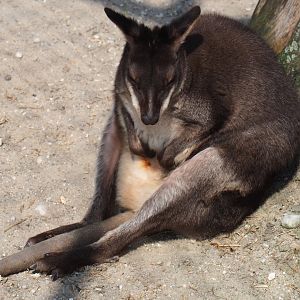Dusky pademelon (Thylogale brunii), 2019-04-06