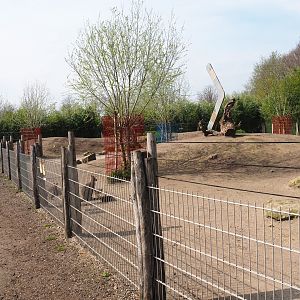 Eastern grey kangaroo and red-necked wallaby paddock, 2019-04-06