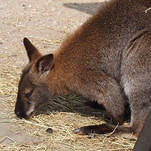 Red-necked wallaby (Macropus rufogriseus), 2019-04-06