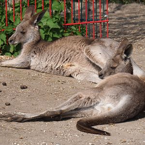 Eastern grey kangaroo (Macropus giganteus), 2019-04-06