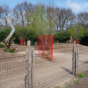 Eastern grey kangaroo and red-necked wallaby paddock, 2019-04-06
