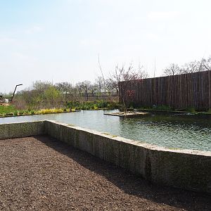 Koi - Russian sturgeon - Siberian sturgeon pond, 2019-04-06