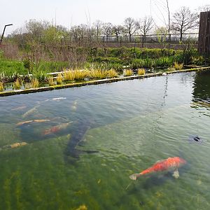 Koi - Russian sturgeon - Siberian sturgeon pond, 2019-04-06