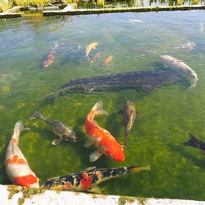 Koi (Cyprinus rubrofuscus) and Russian sturgeon (Acipenser gueldenstaedtii), 2019-04-06
