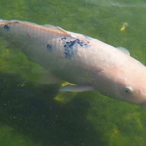 Koi (Cyprinus rubrofuscus), 2019-04-06