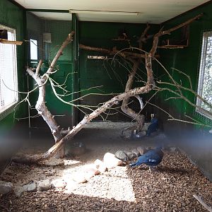 Temporary aviary for Victoria crowned pigeon and Red-billed blue magpie, 2019-04-06