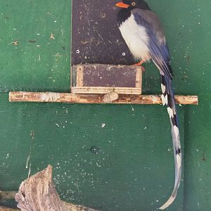Red-billed blue magpie (Urocissa erythroryncha), 2019-04-06